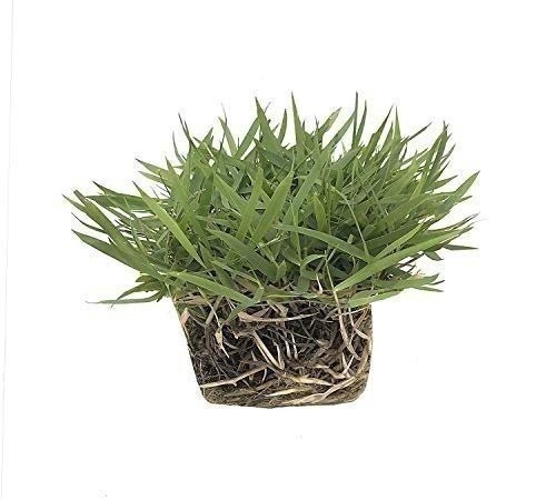 Zoysia | Sod Plugs | Zoysia japonica | Low Maintenance | Hardy | Landscape Plant