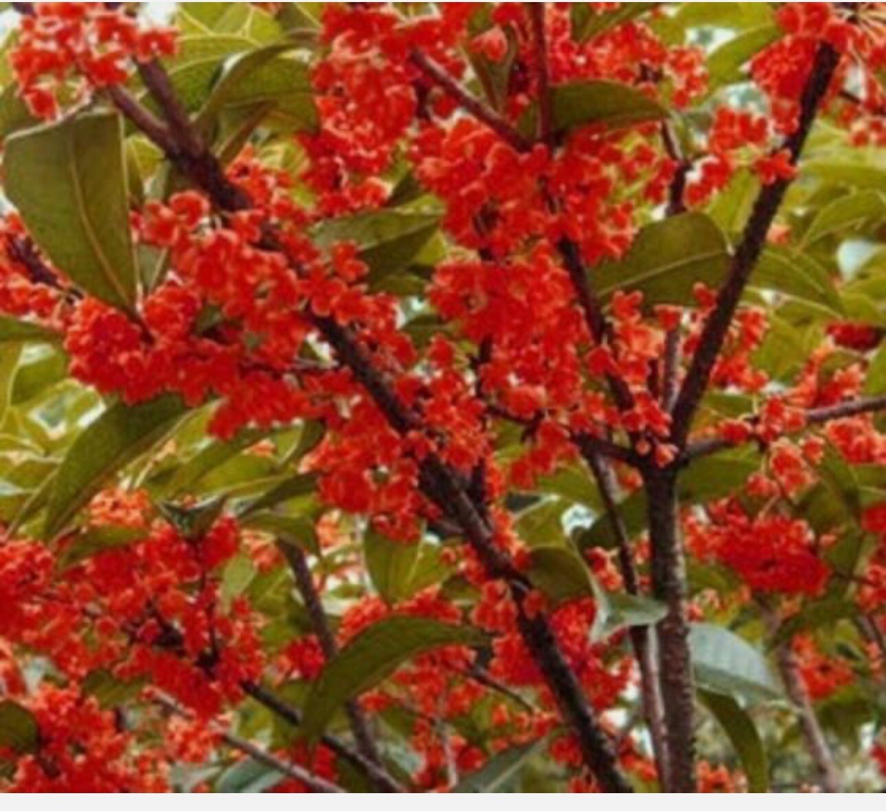 Beni Kin Mokusei Red Sweet Tea Olive Osmanthus fragrans~~Rooted Starter Plant