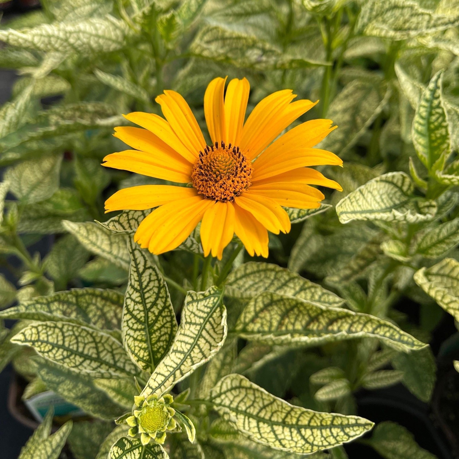Heliopsis Sunstruck 2 Potted Plants Rooted in Quart Pots Yellow, Easy to Grow