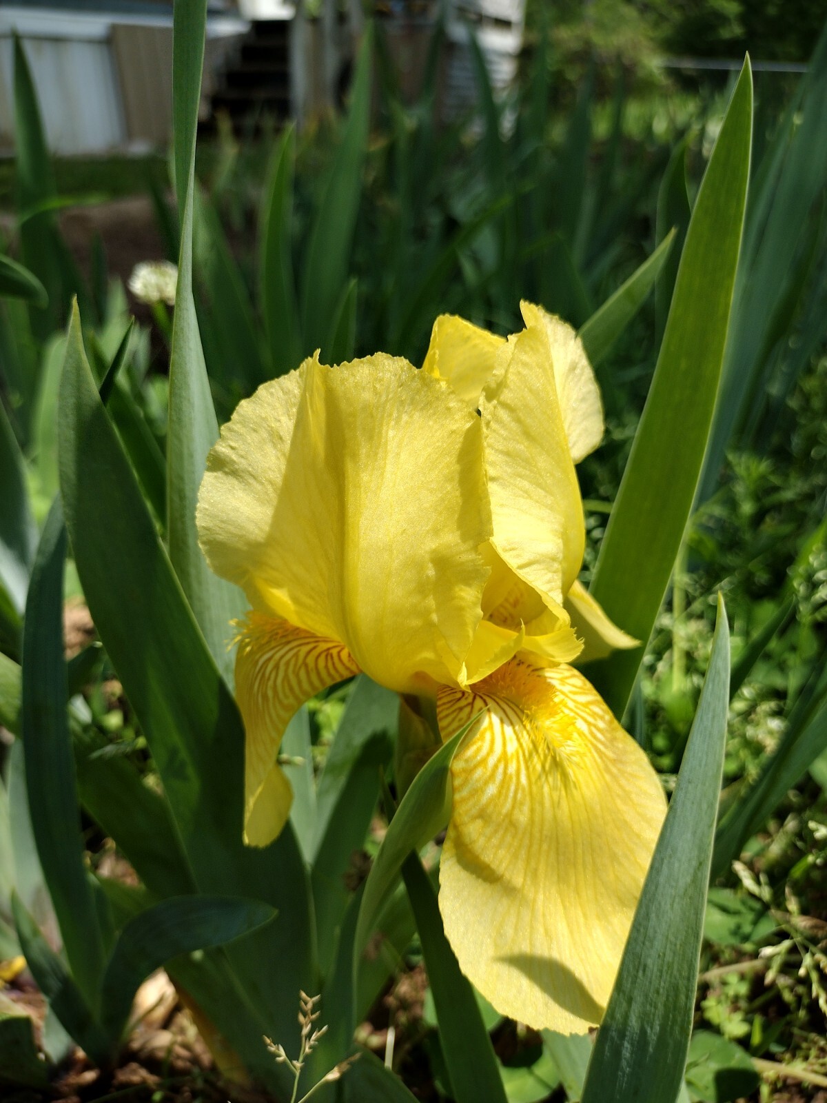 5x MIXED VARIETIES/COLORS IRIS Bulbs/Rhizomes FRESH