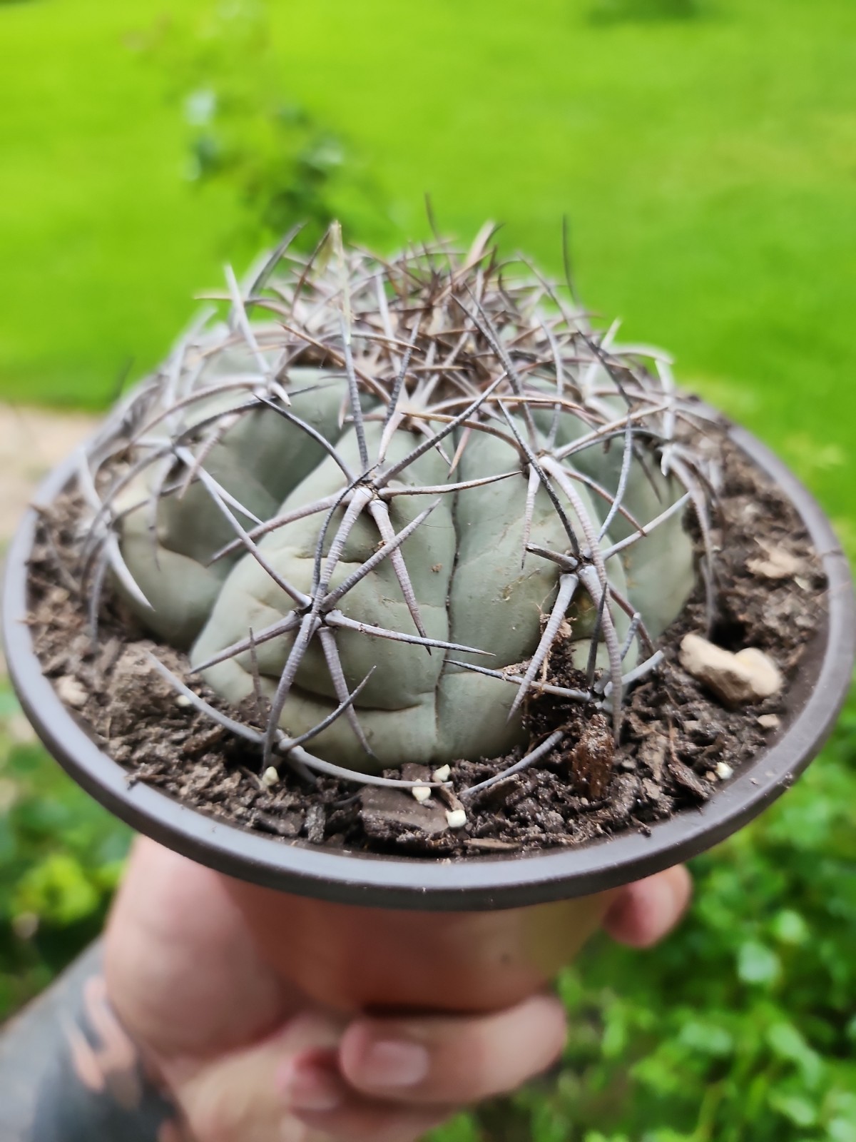 Large Echinocactus Horizonthalonius Horse Crippler Cactus Head BE8