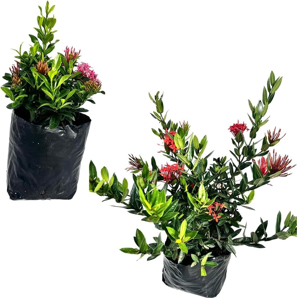 Ixora Dwarf Pink + Red Dwarf (Pack of 2)| Evergreen Indoor Flowering Plant #Gift
