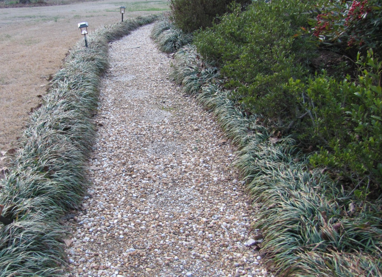 Liriope muscari 100 Bare Root Plants w/ planting instructions.