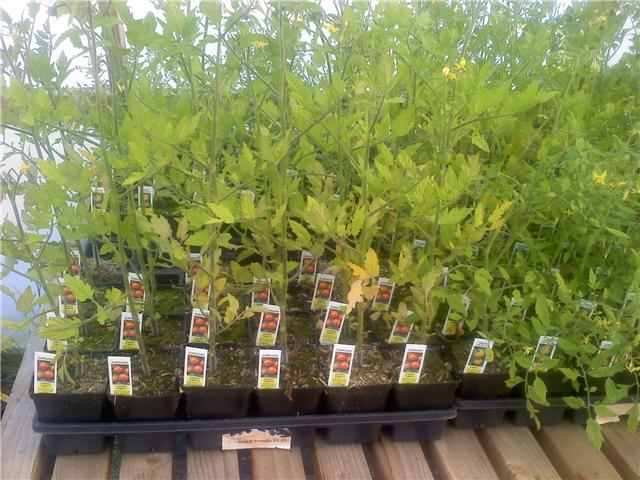 MPB#5 Sunsugar Tomato Seeds Garden Seeds 25 To 1,000 Seeds Quantity Sun Sugar