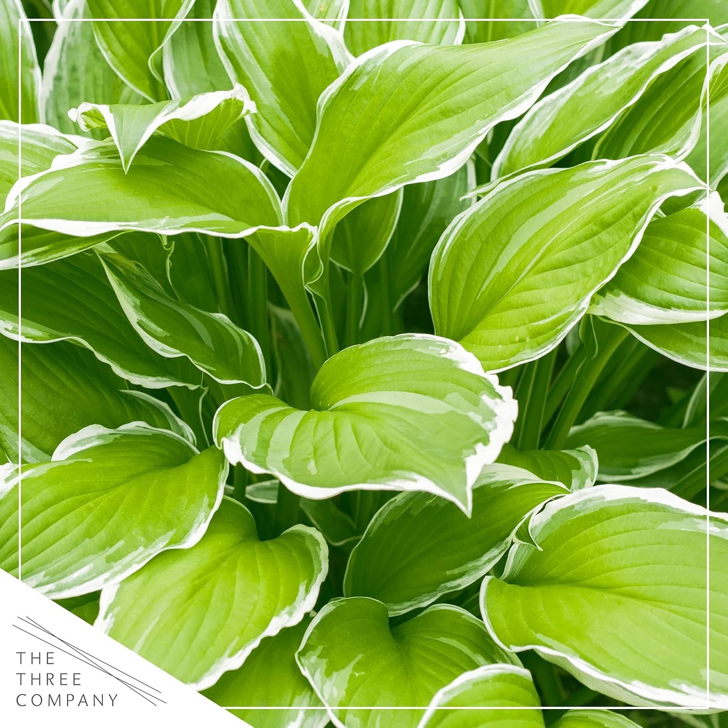 Assorted Hosta Perennials, 3 Plants in 1 Qt Pot, Ideal for Well-Draining Soil