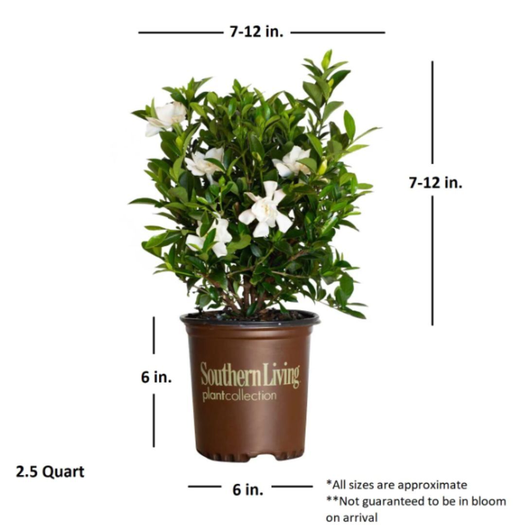 Live Gardenia with White Fragrant Blooms 2.5 qt Evergreen Shrub Garden Plant