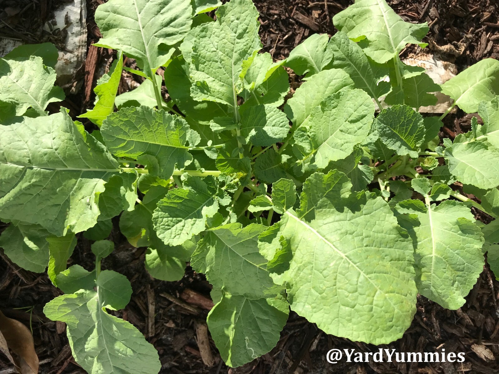 Ethiopian Kale SEEDS- Brassica Carinata- African Kale Ethiopian Mustard Green