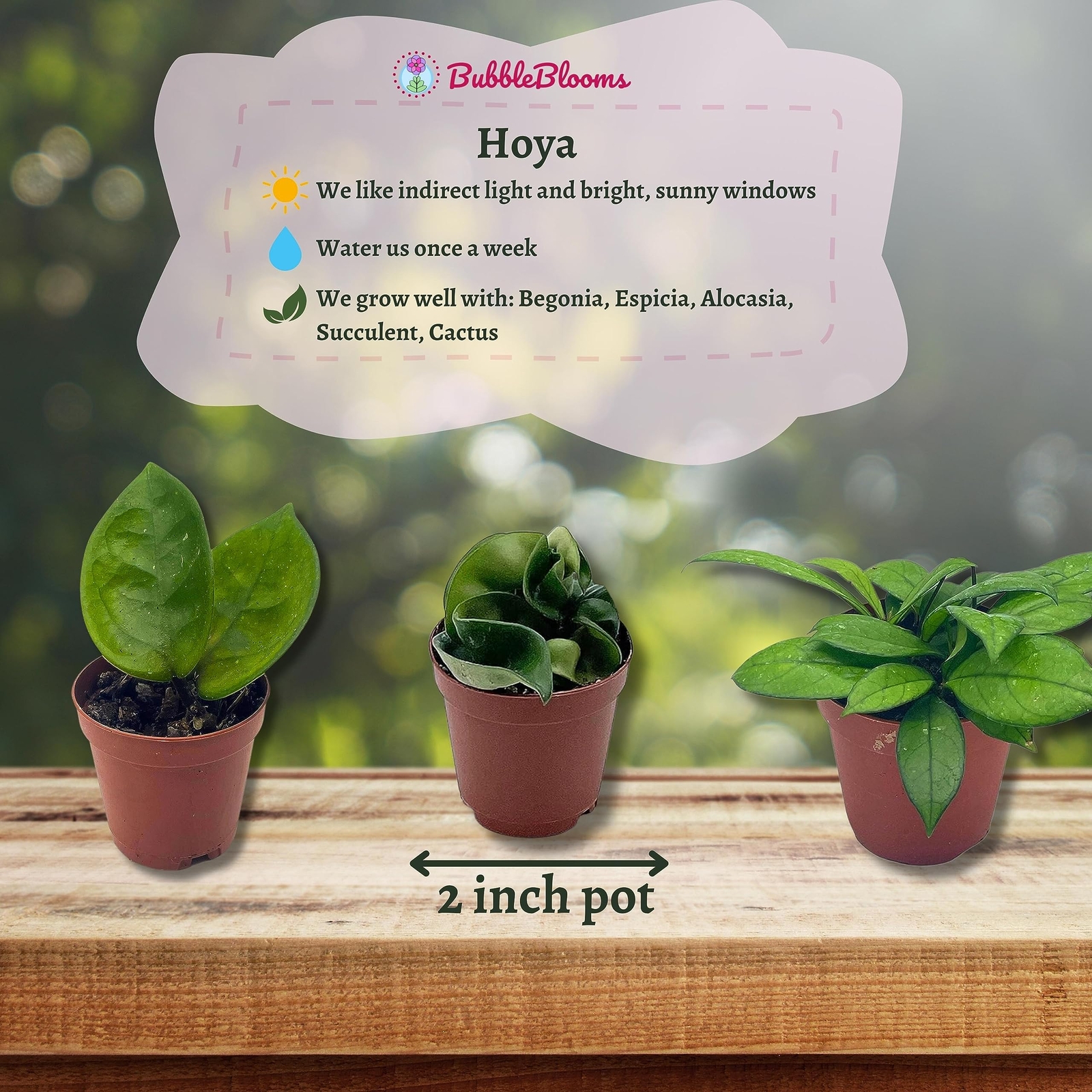 Hoya Variety Assortment Plant Set, Hindu Rope, Varigated Australis, Lisa, Pubica