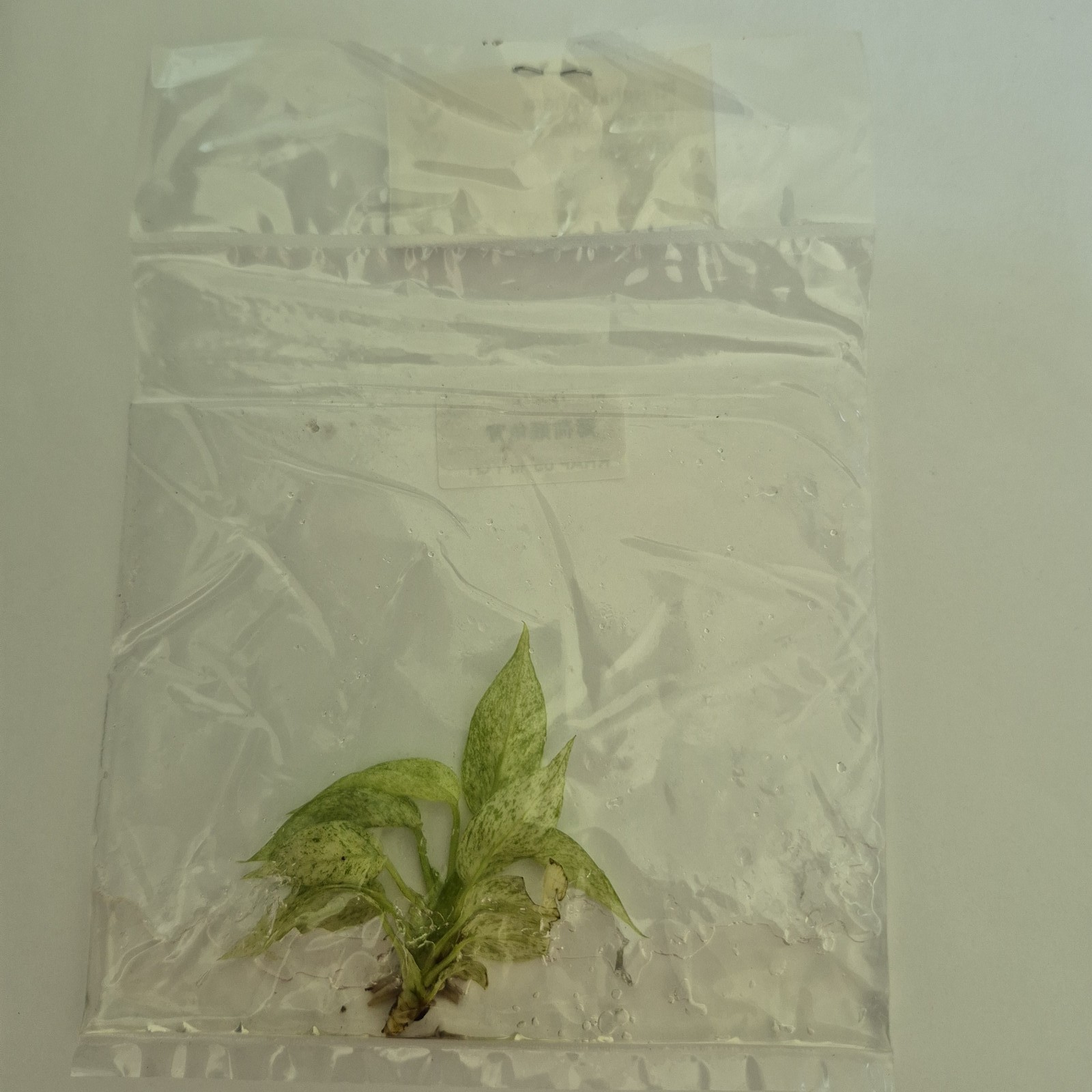 Rhaphidophora Tetrasperma White Monster Mint variegated tissue culture 2DayAir