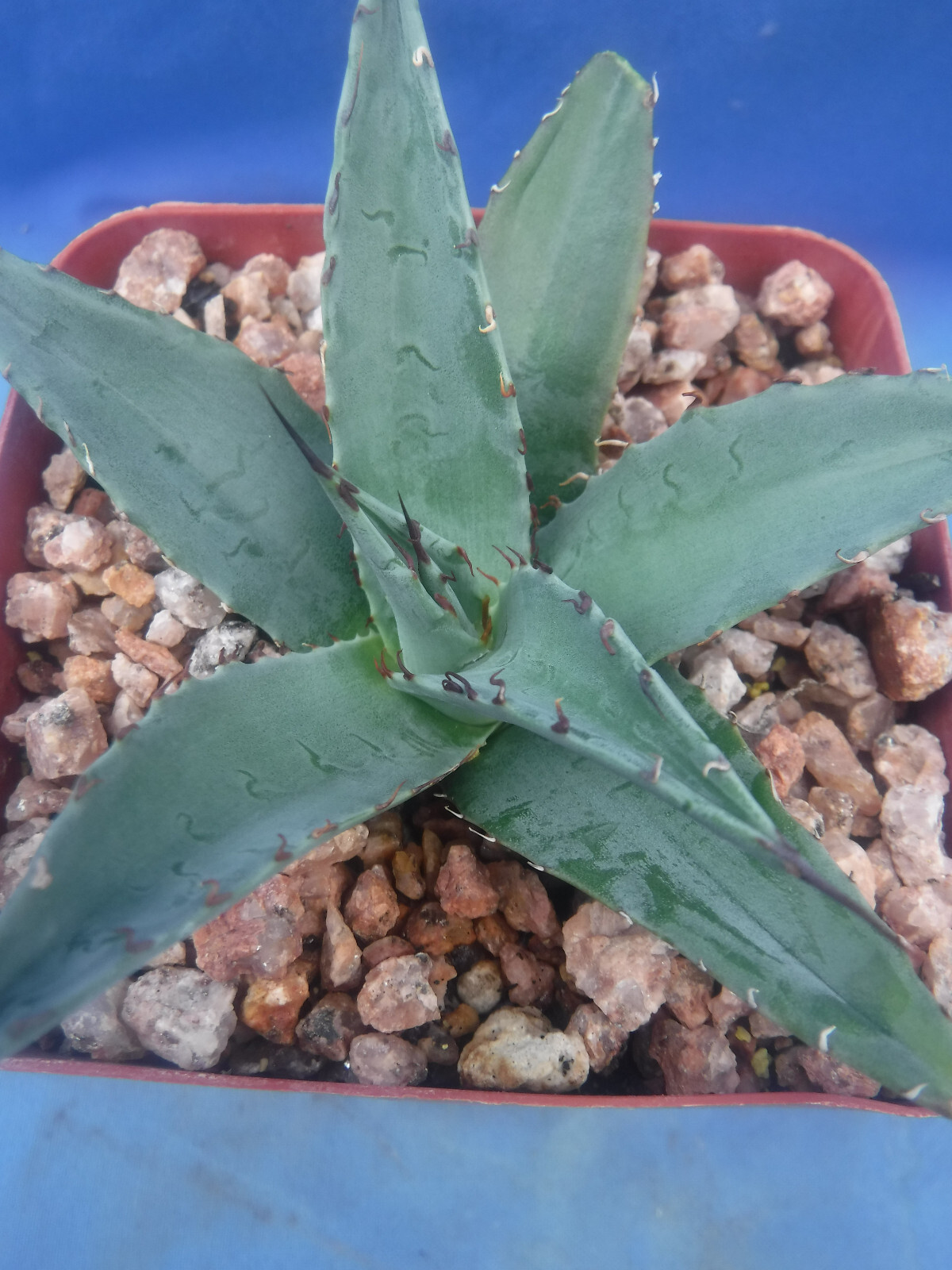 Agave ovatifolia x victoriae-reginae “Sho-Time” Starter Plant HYBRID 2.5″-3.5″