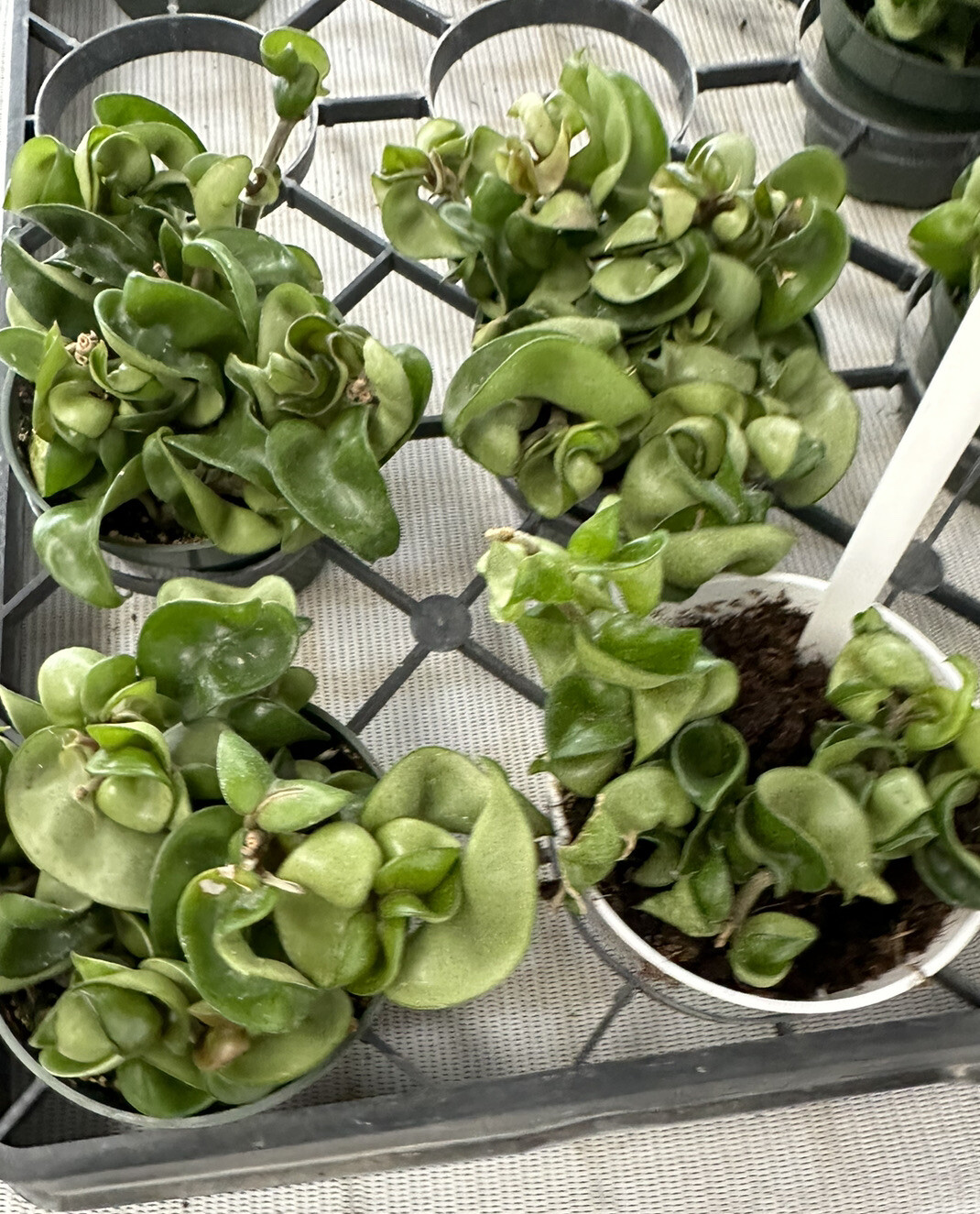 FlowerPotNursery Hindu Rope Hoya Wax Plant Hoya carnosa Hindu Rope 4″ Pot