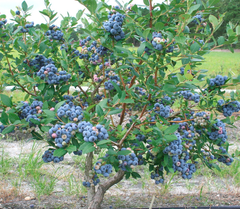 PATRIOT HIGHBUSH BLUEBERRY Vaccinium corymbosum ‘Patriot’ LIVE WELL ROOTED PLANT