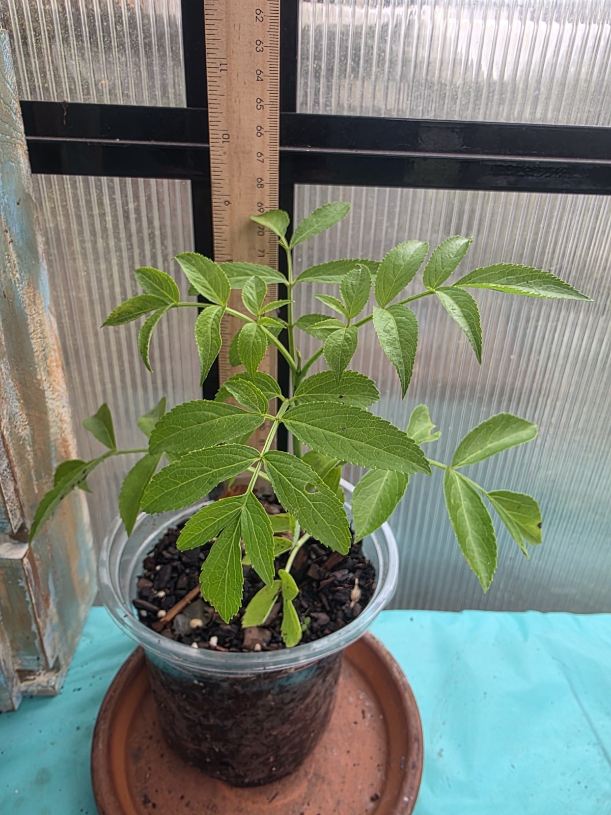 Elderberry (Sambucus) fully rooted seedling plant (Plant Only) sizes vary