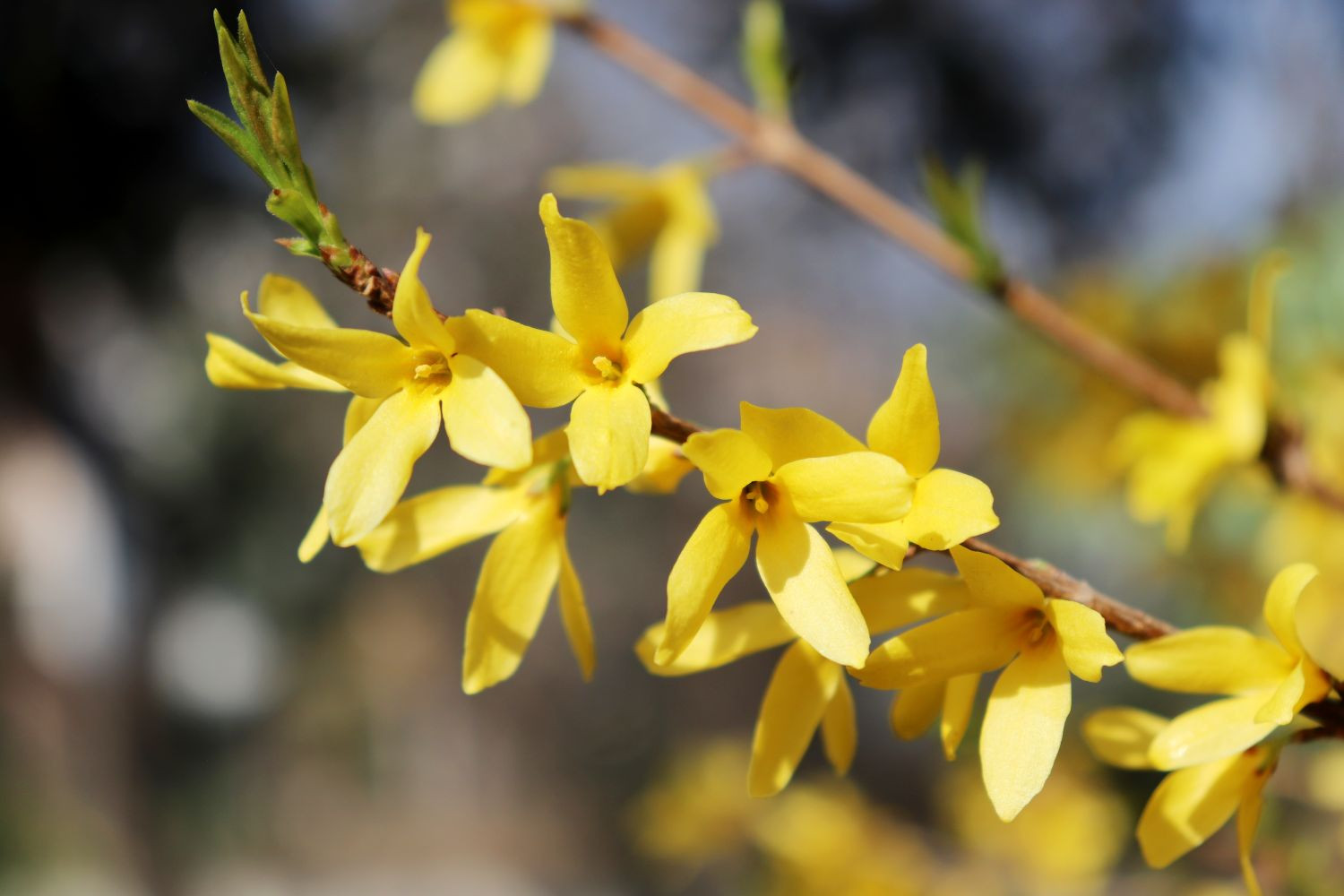 Old Fashioned Goldenrod Forsythia Cuttings Qty 10 Unrooted (8″) US-NC Seller