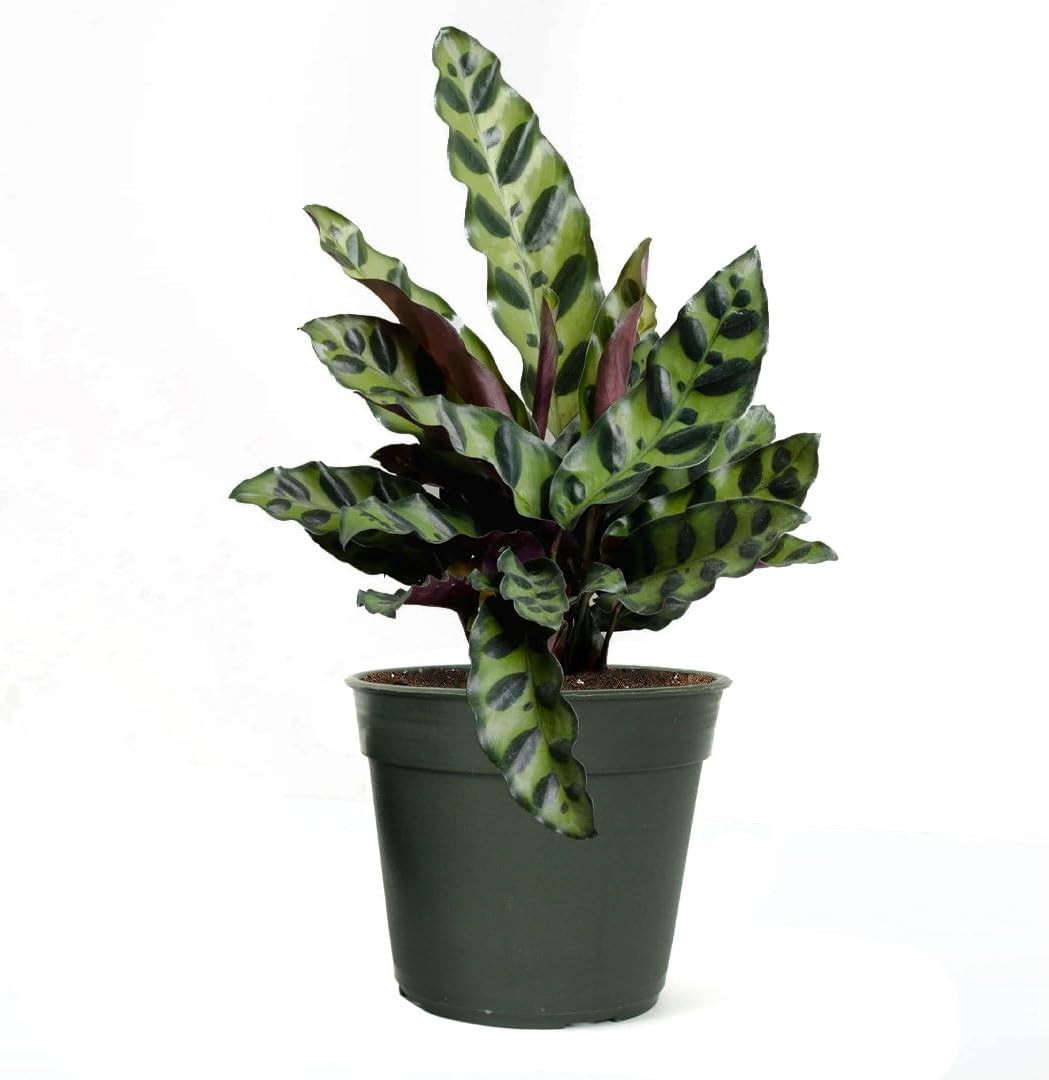 Live Calathea Rattlesnake Plant, 4-Inch Pot | Pet-Friendly & Air-Purifying