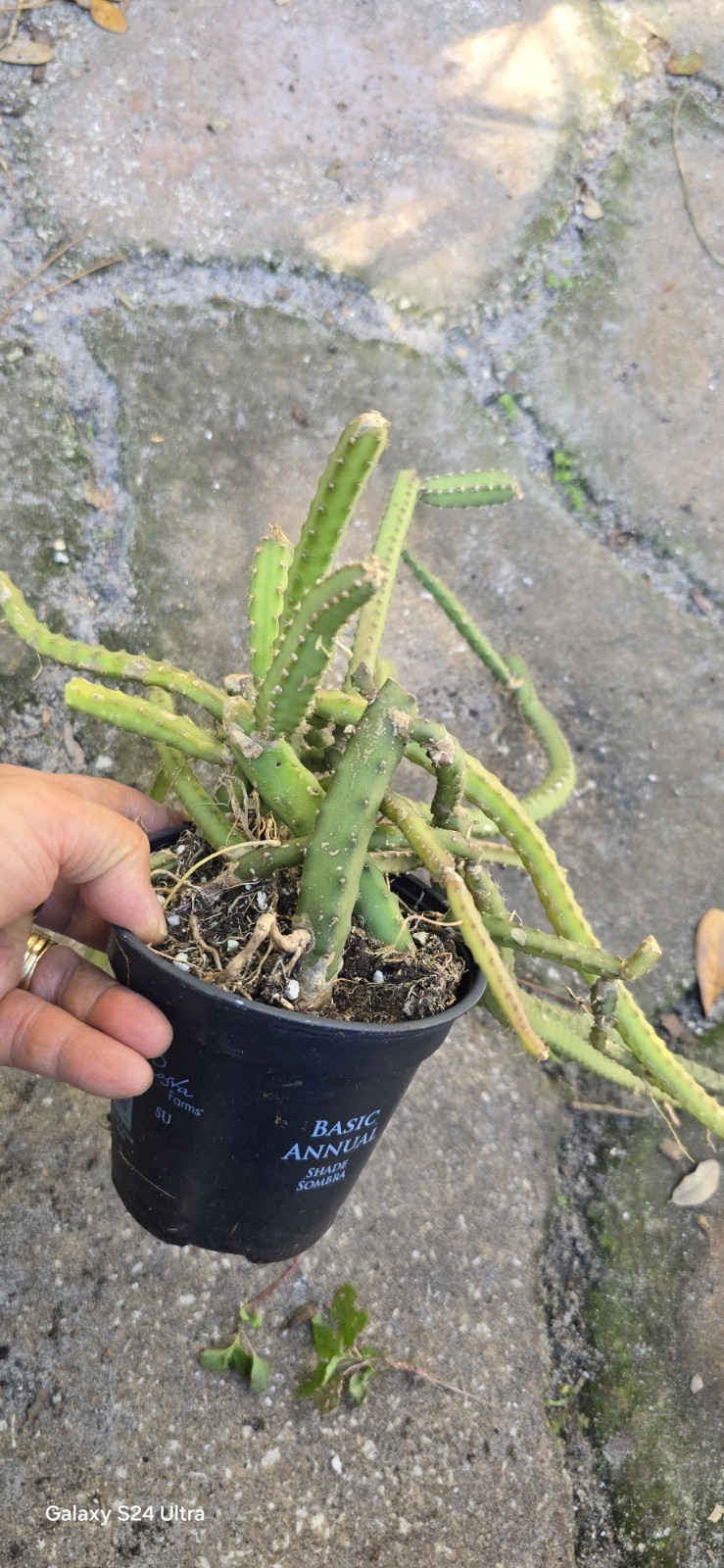 Selenicereus Pteranthus Plant Well Rooted In 4 Inches Nursery Pot
