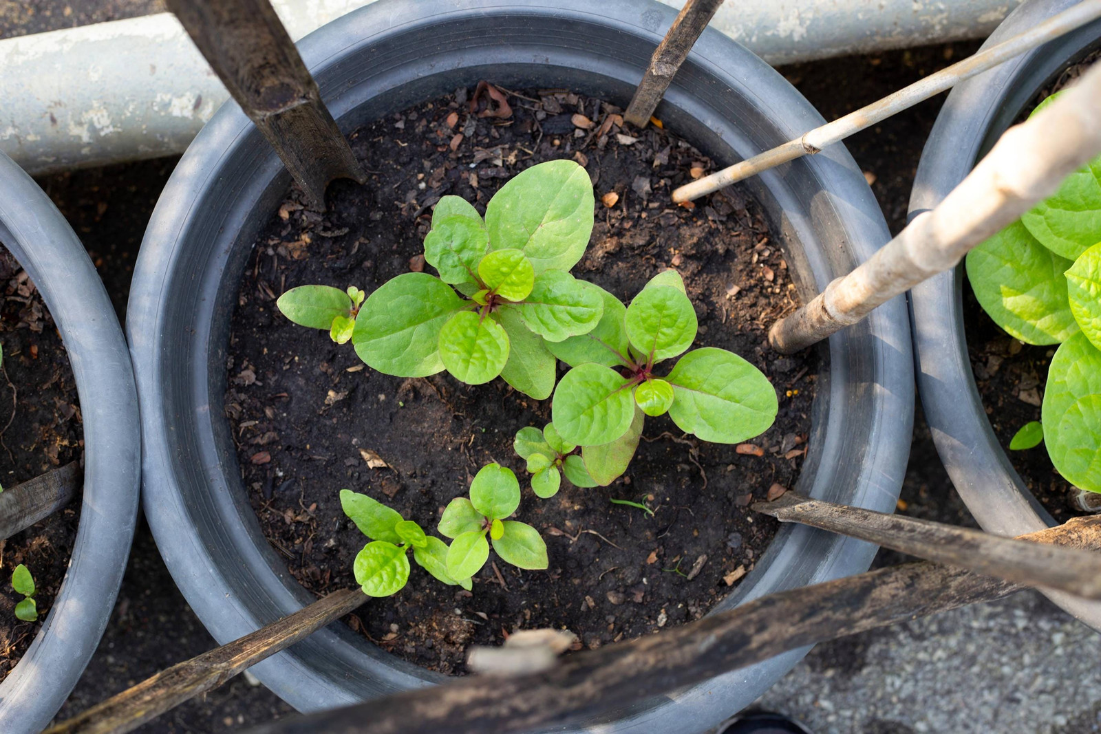 Red Stem Malabar Spinach Seeds Basella alba “rubra” Plant, Non-GMO, Vegetable,