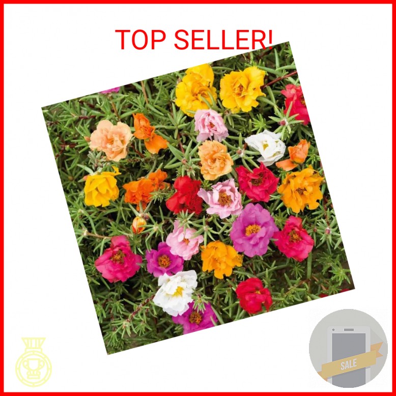20,000+ Moss Rose Seeds (Portulaca Grandiflora) – Mixed Color Perennial Ground C