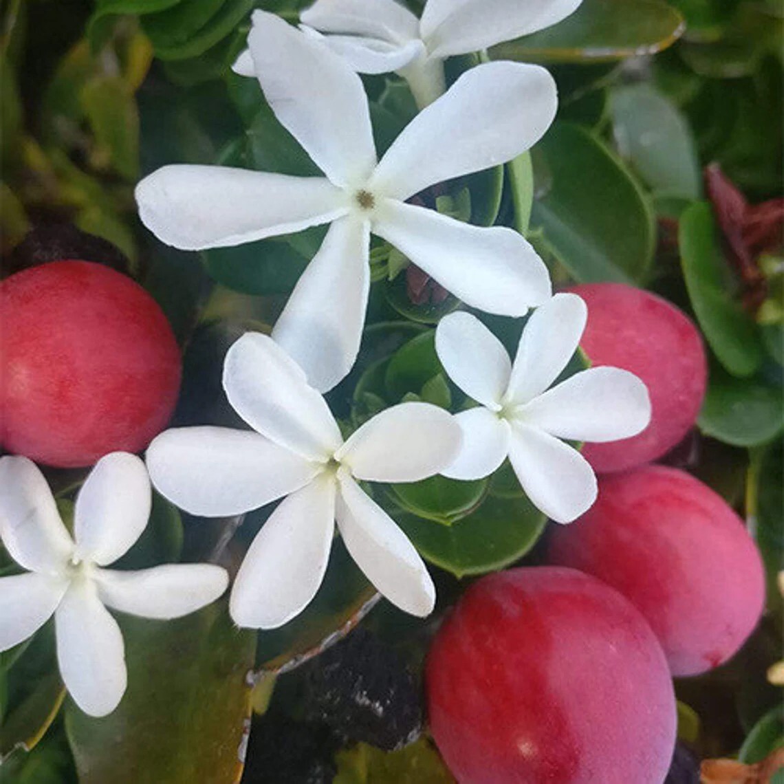 Natal Plum Carrissa Pre Bonsai Dwarf Shohin Nice Trunk Flowers Edible Fruits