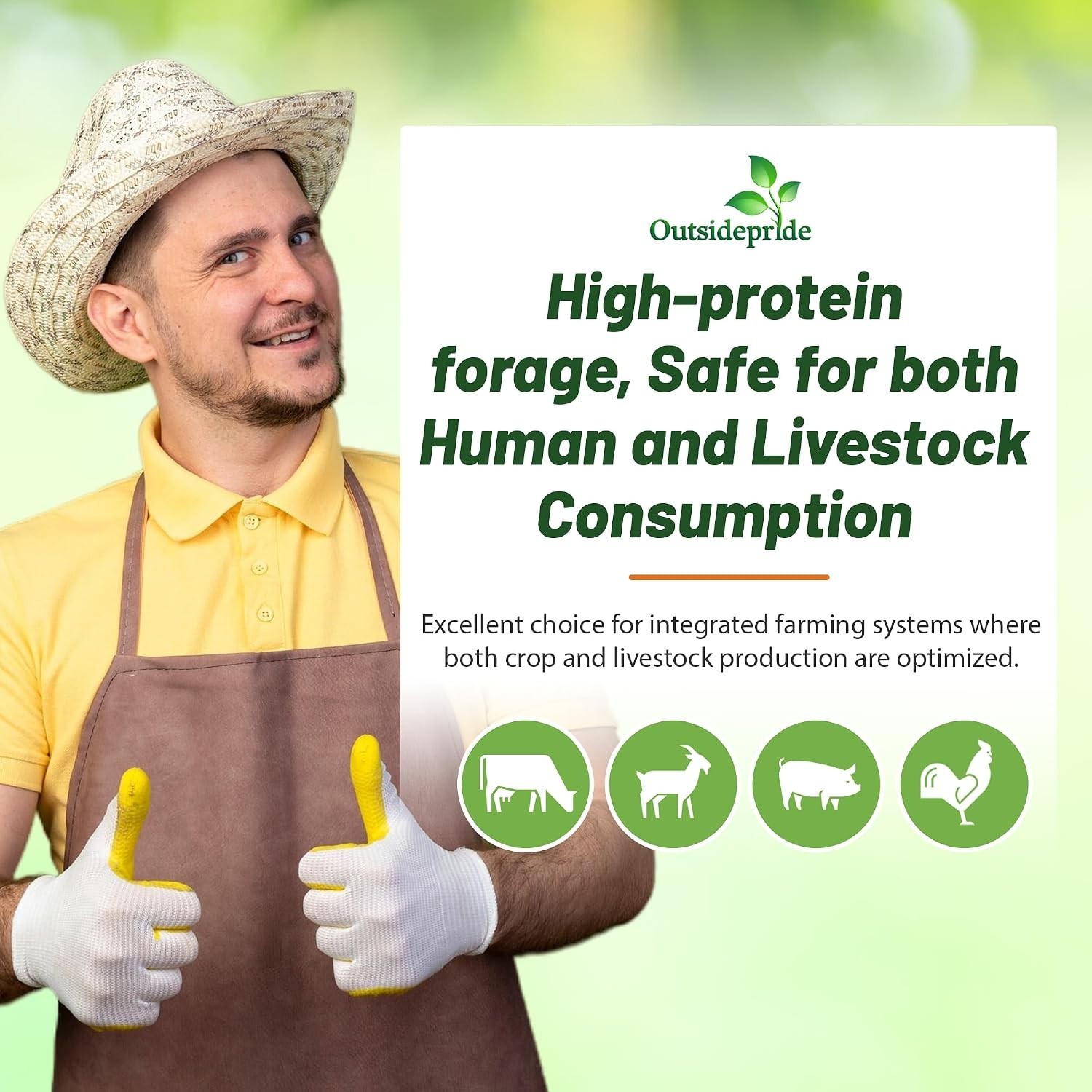 High-Quality Cowpeas for Soil Health – 10 lbs