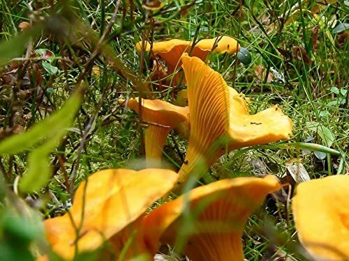 Chanterelle Mushroom Spores in Sawdust Bag Garden Grow Kit Makes 5 gal Free Ship