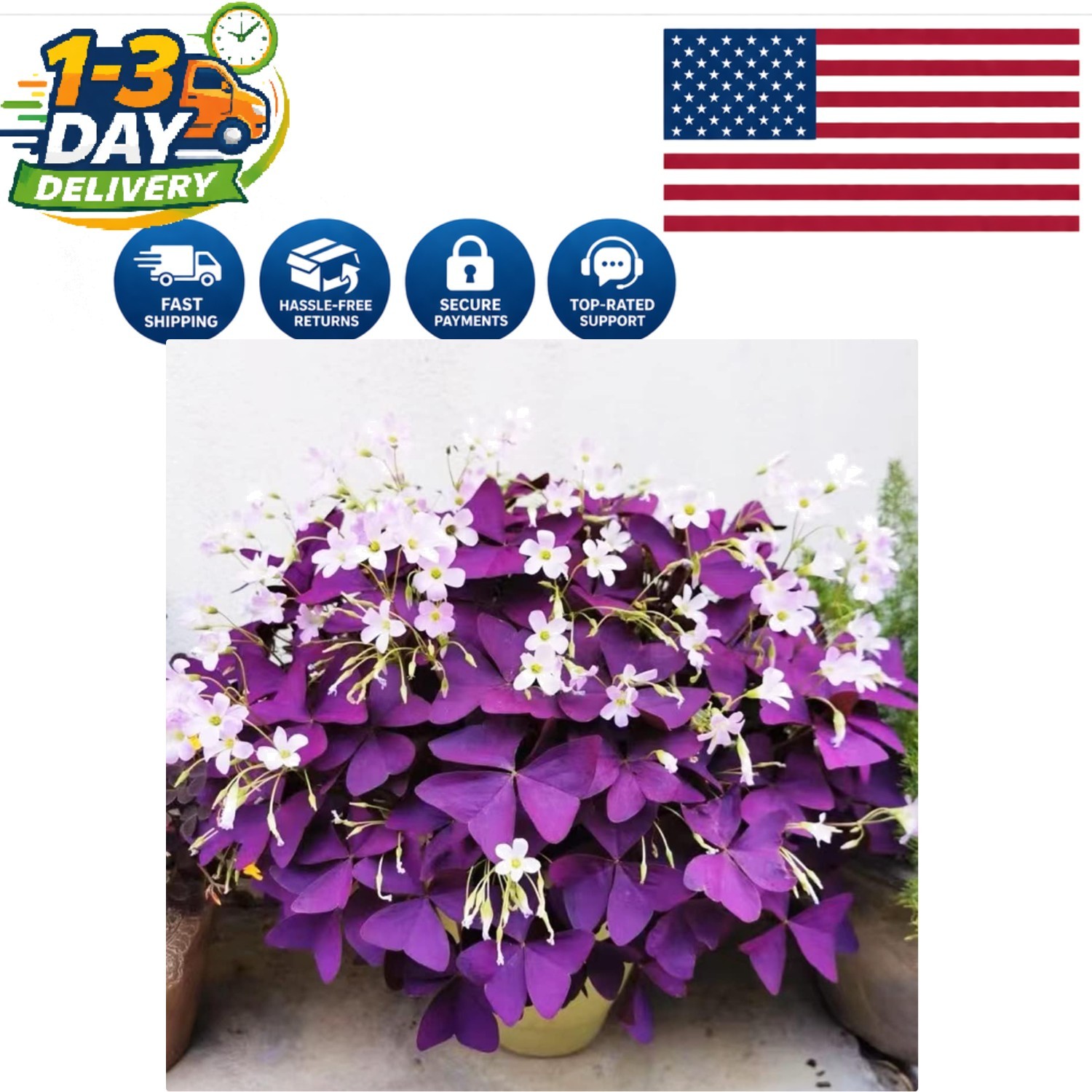 GMO Free Purple Shamrocks Bulbs – 12+ Oxalis Triangularis for Indoor/Outdoor Use