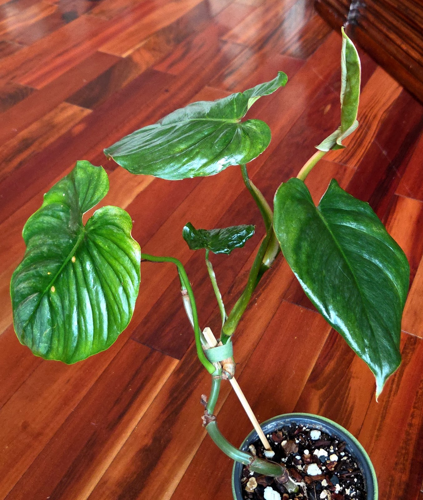 Rare Philodendron Sodiroi Aff X Verrucosum 21″ Tall Not Monstera Anthurium Aroid
