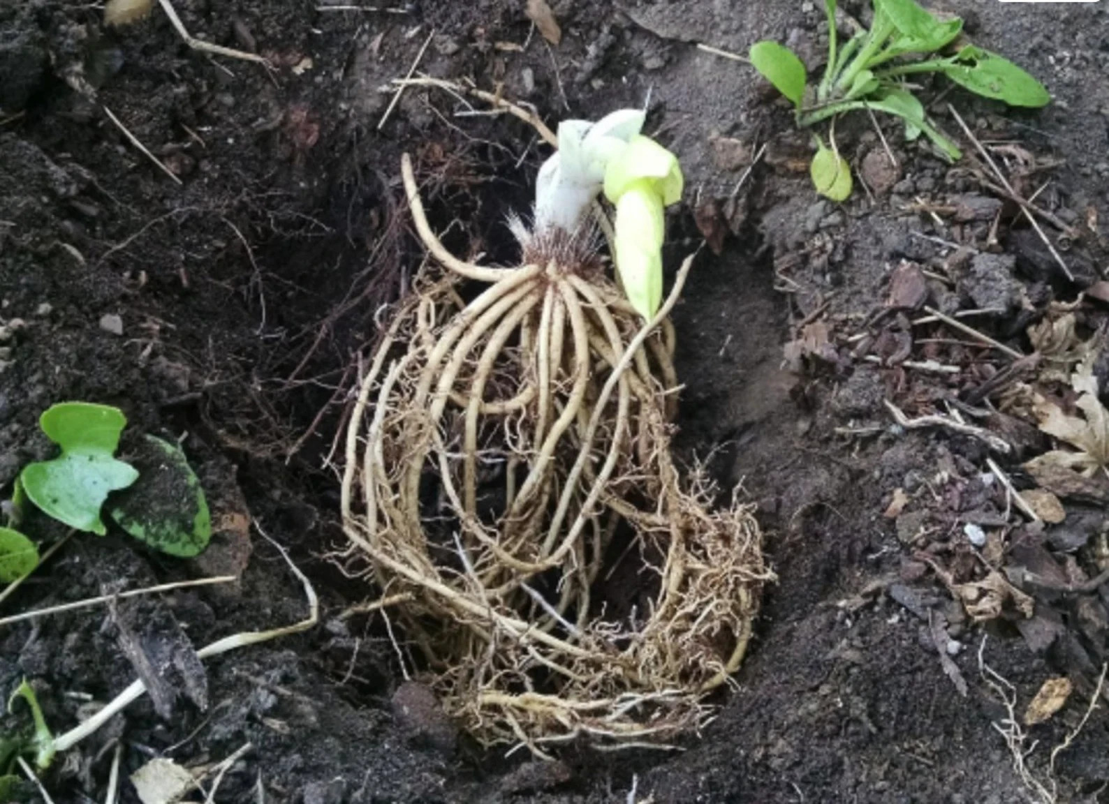 3 Hosta Stained Glass 3 Plant Roots, Summer Flowers Zones 3-9 easy to grow