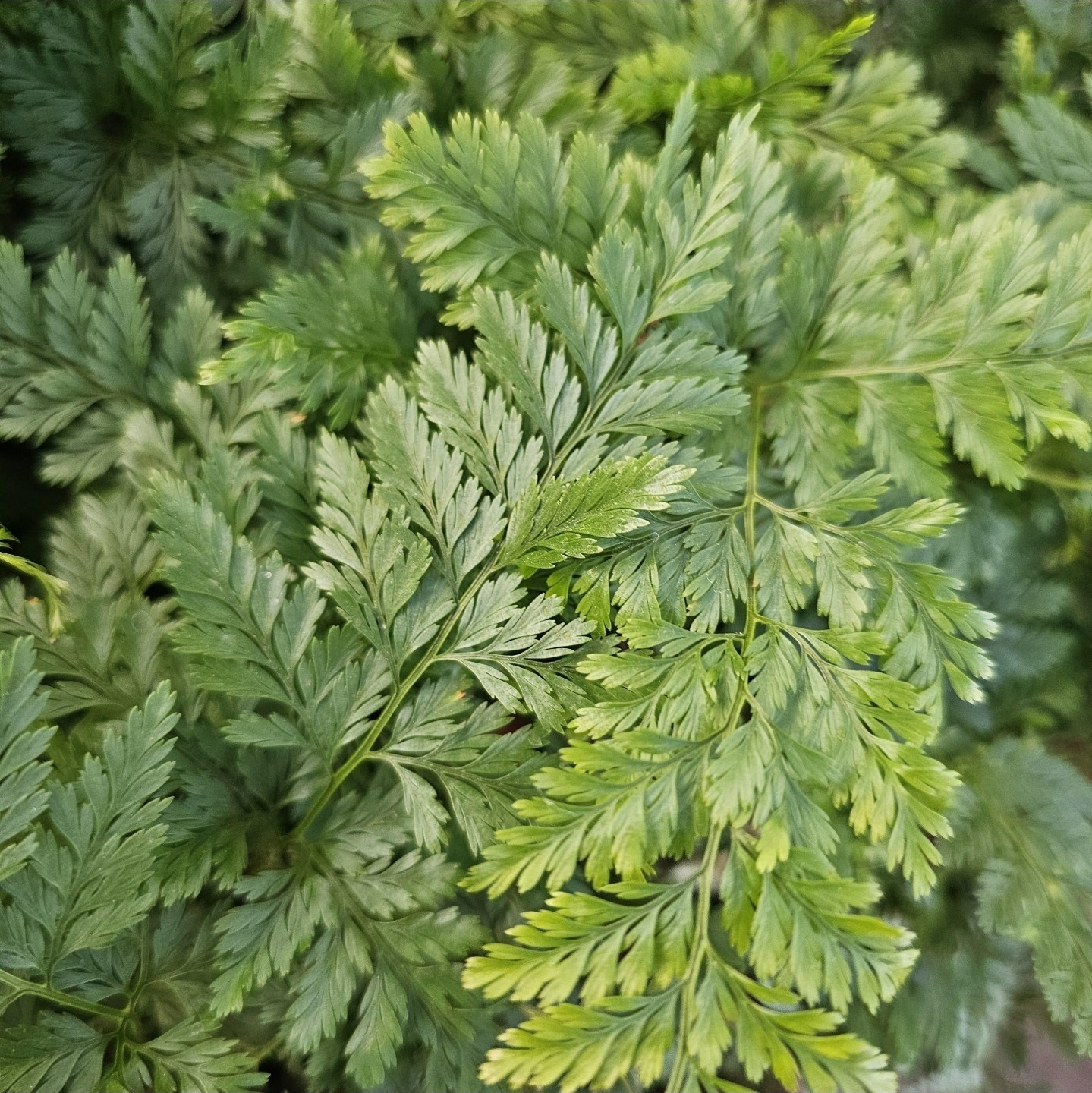 Rabbit’s Foot Fern, Footed Rabbit 4 inch Pot, Davallia canariensis fejeensis, De