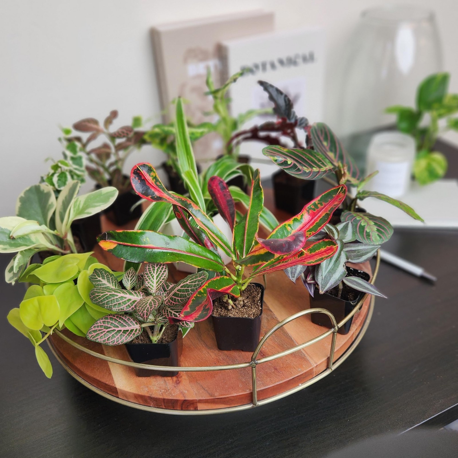 6 Pack Assorted Air Purifying Indoor Plants – Easy Care Houseplants in Pots