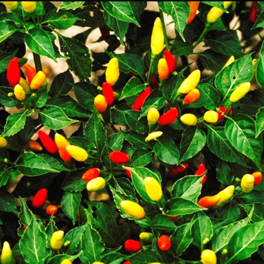 Tabasco Hot Pepper Seeds – For 2026 Planting 5,000 Scoville Spicy Red Green Hot