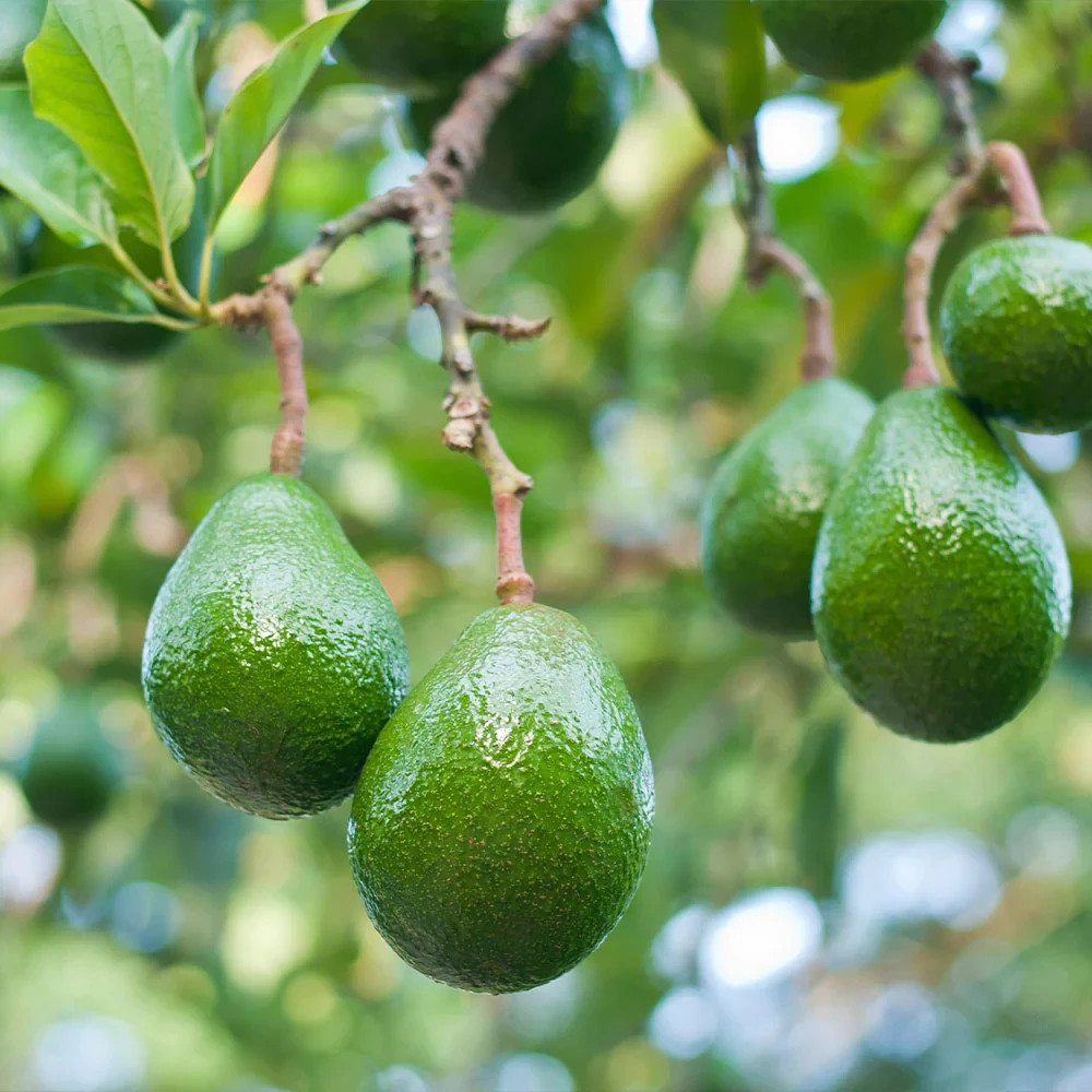 Grafted Choquette Avocado (Persea americana) Live Fruit Tree (10in-2ft)