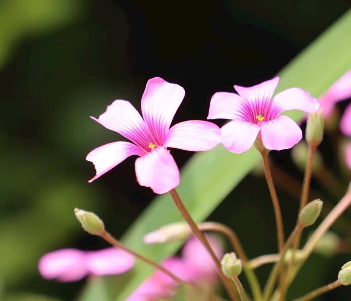 Green Shamrock Bulbs 15 Luck Oxalis Bulbs to Plant, Easy to Grow Indoors Outs…