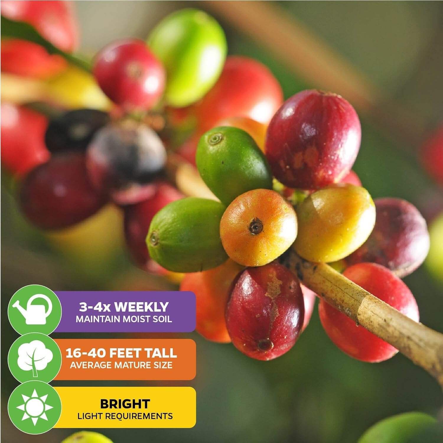 Live Coffee Plant + ‘I Grow My Own Coffee’ 18-OZ Travel Tumbler Gift Set – Coffe