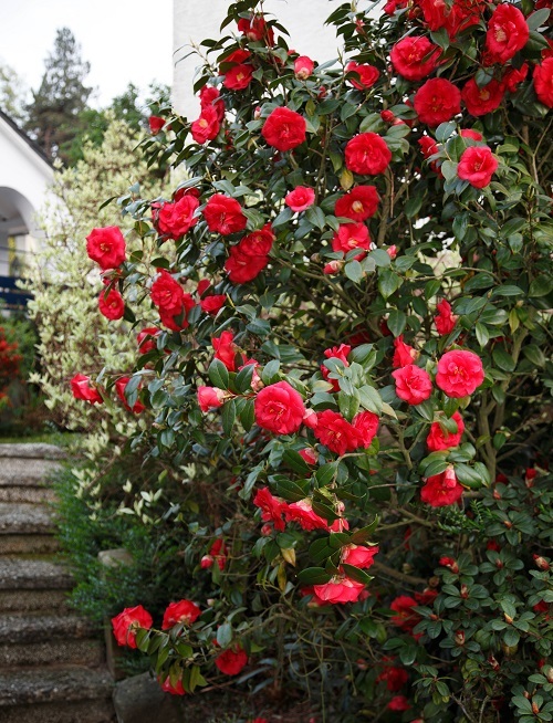 ( 1 )- April Tryst Red Camellia Japonica – Starter Plant ( 4L ) ( 1 live plant )
