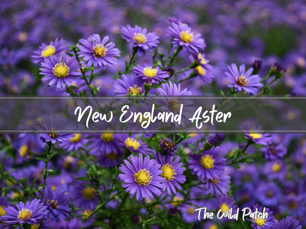 New England Aster Seeds – 500 seeds – Adored by bees, butterflies & birds