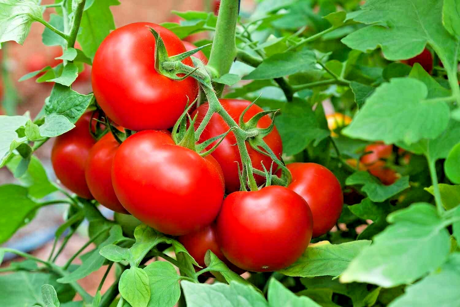 26+Patio BUSH TOMATO Seeds Organic Compact 36″ Plant Vegetable Garden Container