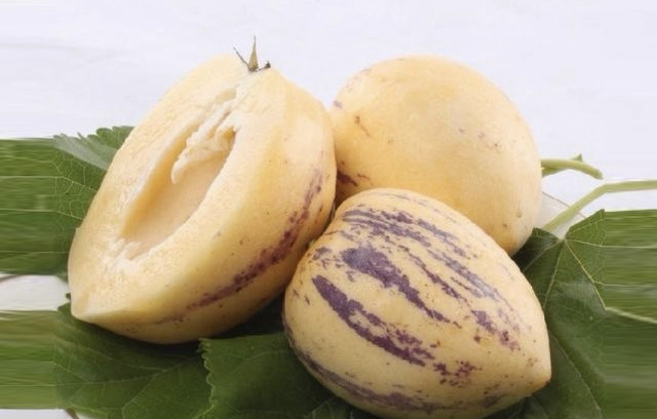 Pepino Melon Plant 15” Golden Sweet Ginseng Fruit Live Plant Free Shipping