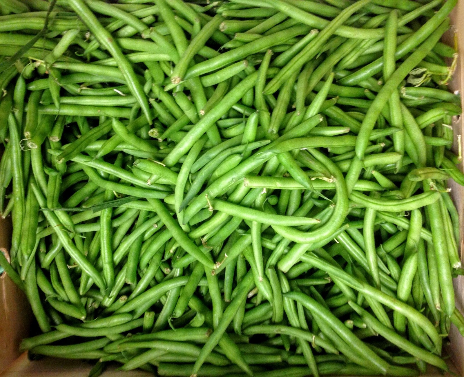 Green Bean Seeds: Kentucky Wonder Bush Green Bean Seeds Fresh Seed FREE Ship