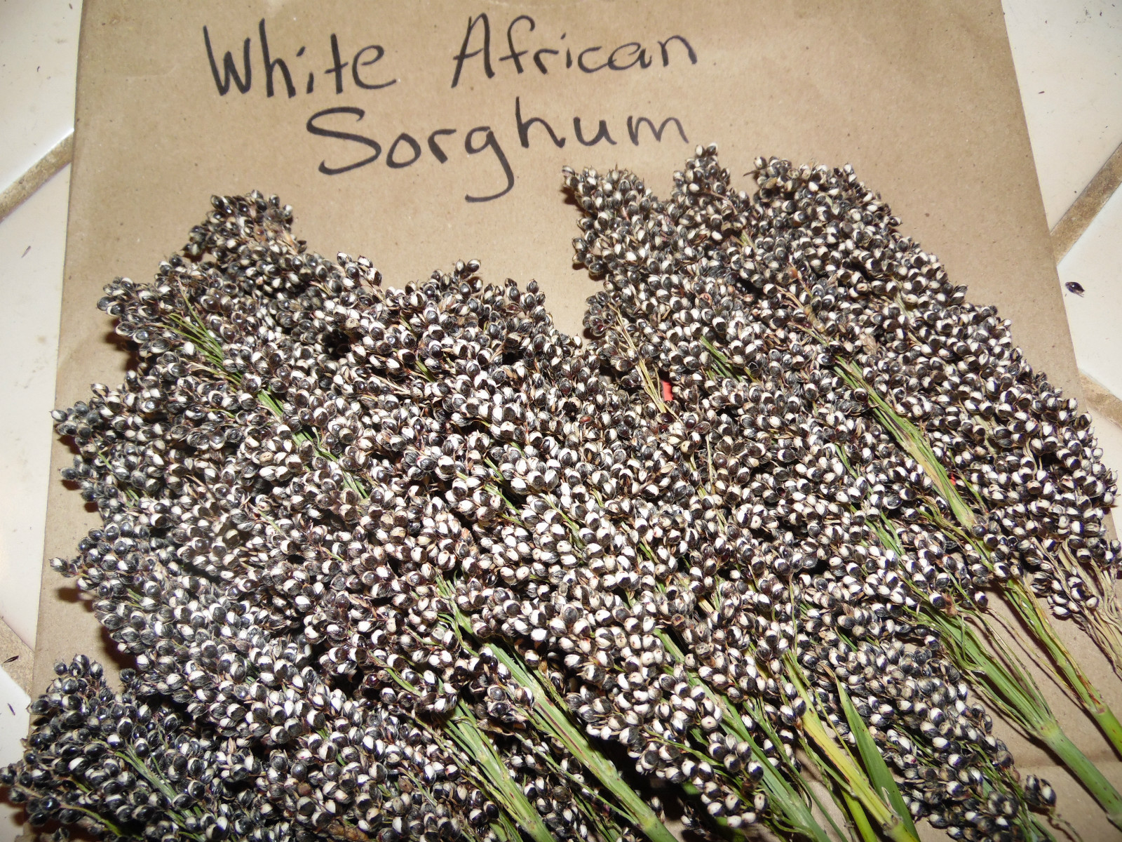 White African Sorghum – 30 Seeds MAKE YOUR OWN SYRUP- CHICKENS LOVE THE SEEDS!