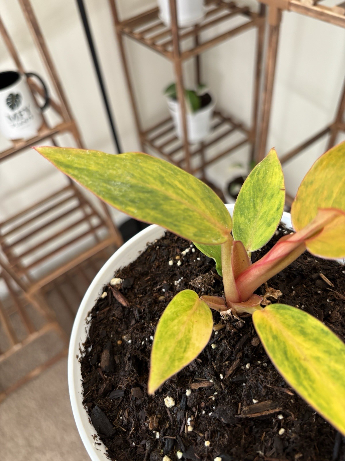 Philodendron Quadcolor Variegated 6″ Pot Rare Exact Plant #070