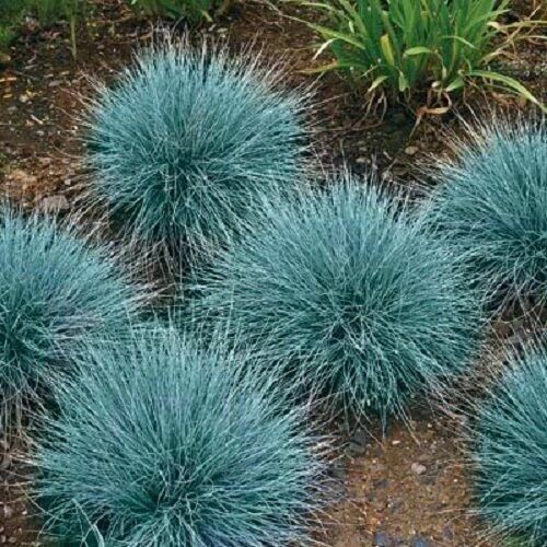 500 Blue Fescue Ornamental Grass Seeds, FREE SHIPPING
