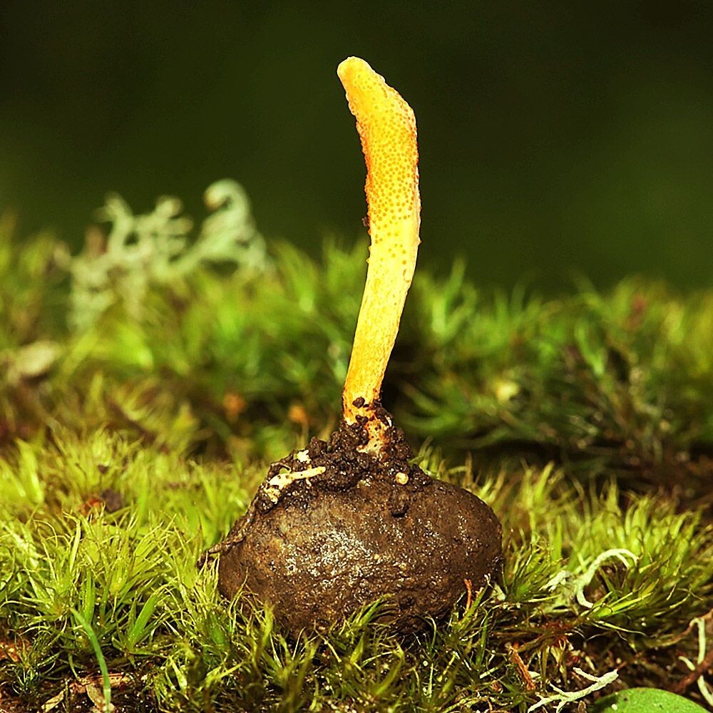 Cordyceps Militaris Liquid Culture