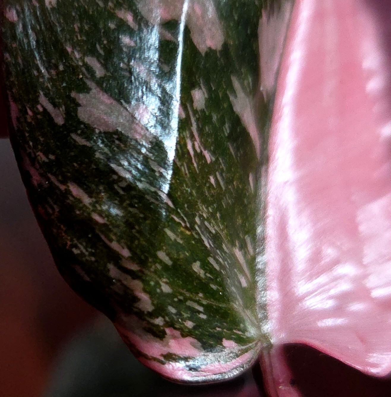 Rare Philodendron Dark Cherry Princess Galaxy 15″ Wide Not Monstera Anthurium