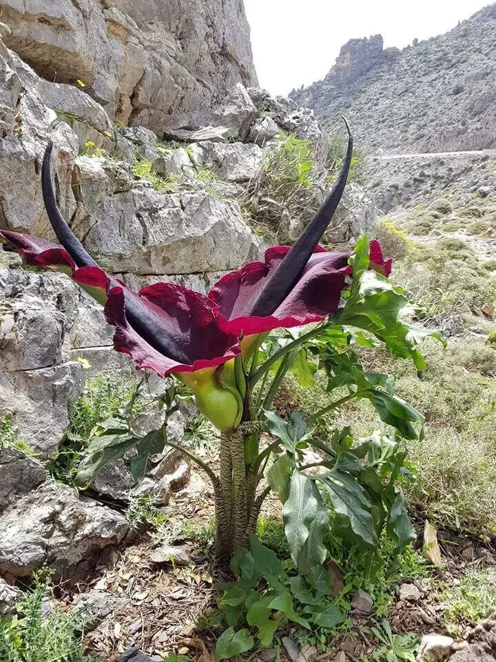 1 Small Dracunculus Vulgaris Voodoo Lily Corpse Flower Arum Bulbs Tubers Corms