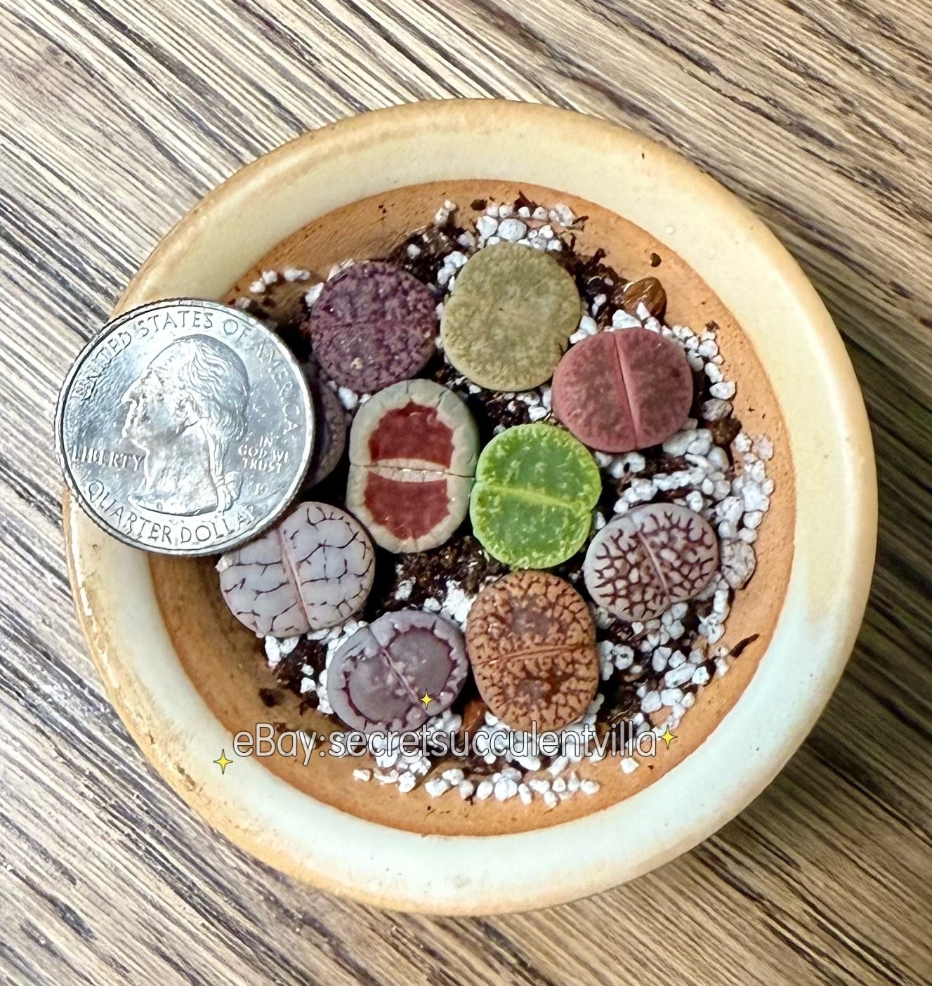 10 Assorted 0.5″ Lithops (Living Stones) — 2-Year-Old Healthy Succulent Mix