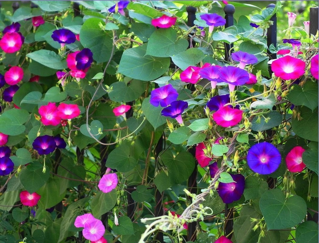 400+ MORNING GLORY FLOWER SEEDS – MIXED COLORS – CLIMBING – BEAUTIFUL — FRESH