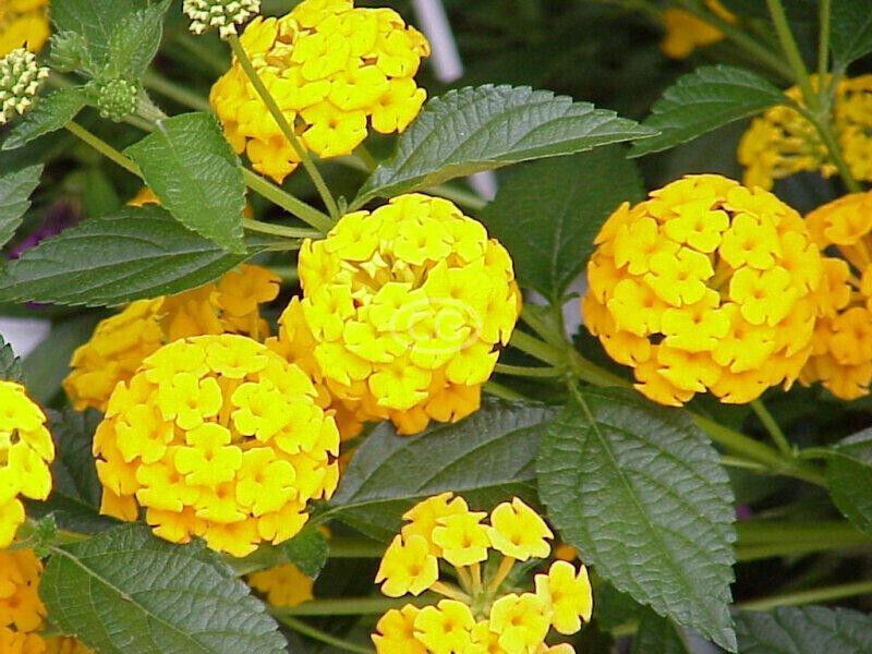 Lantana New Gold 15 Plants 3 1/2 inch Pots