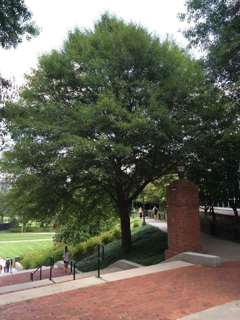 Laurel Oak Tree | Quercus Laurifolia Swamp Oak | 3 Live Plants |…