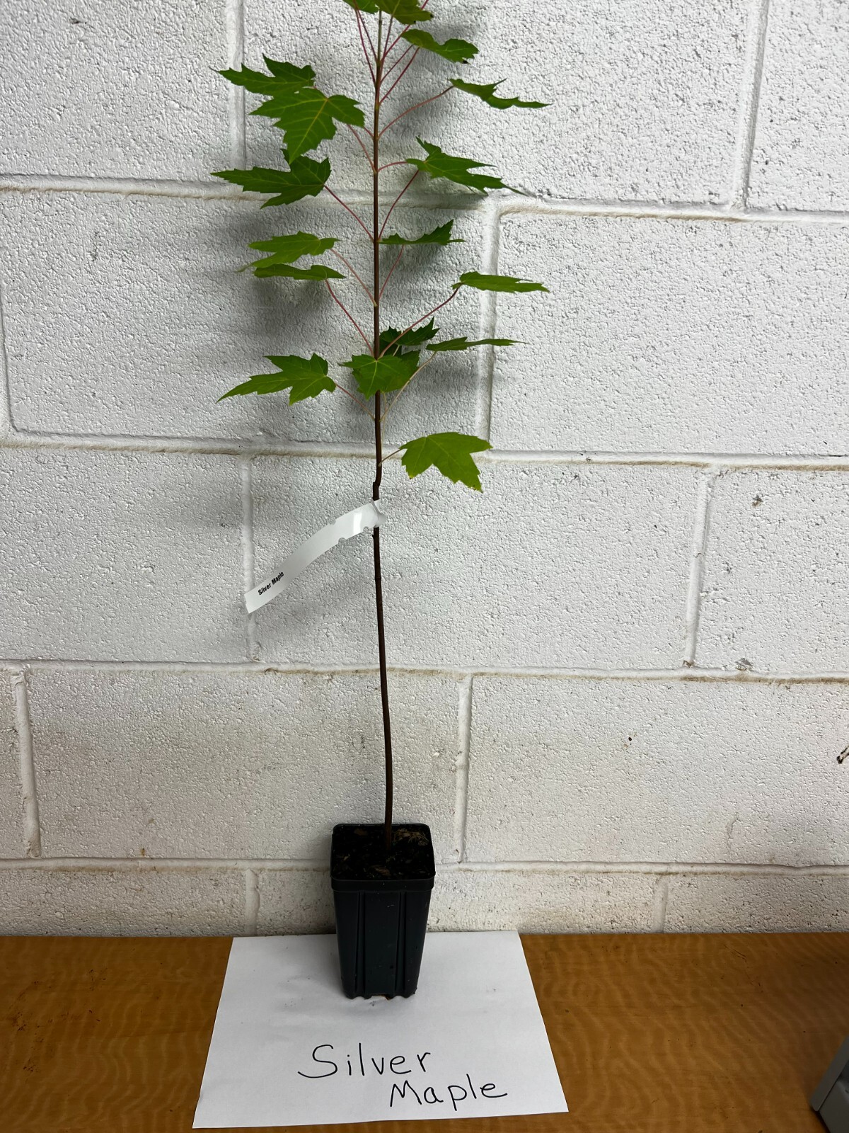 Silver Maple qt pot (Acer saccharinum)